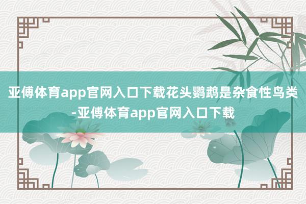 亚傅体育app官网入口下载花头鹦鹉是杂食性鸟类-亚傅体育app官网入口下载